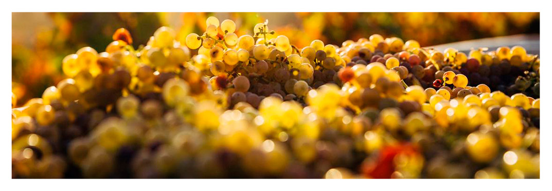 vineyards-villa-gran-canaria