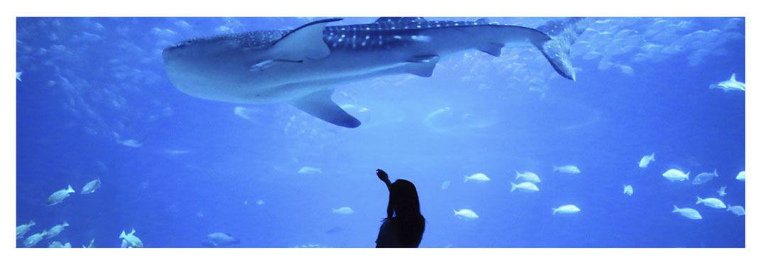 aquarium-in-Gran-Canaria