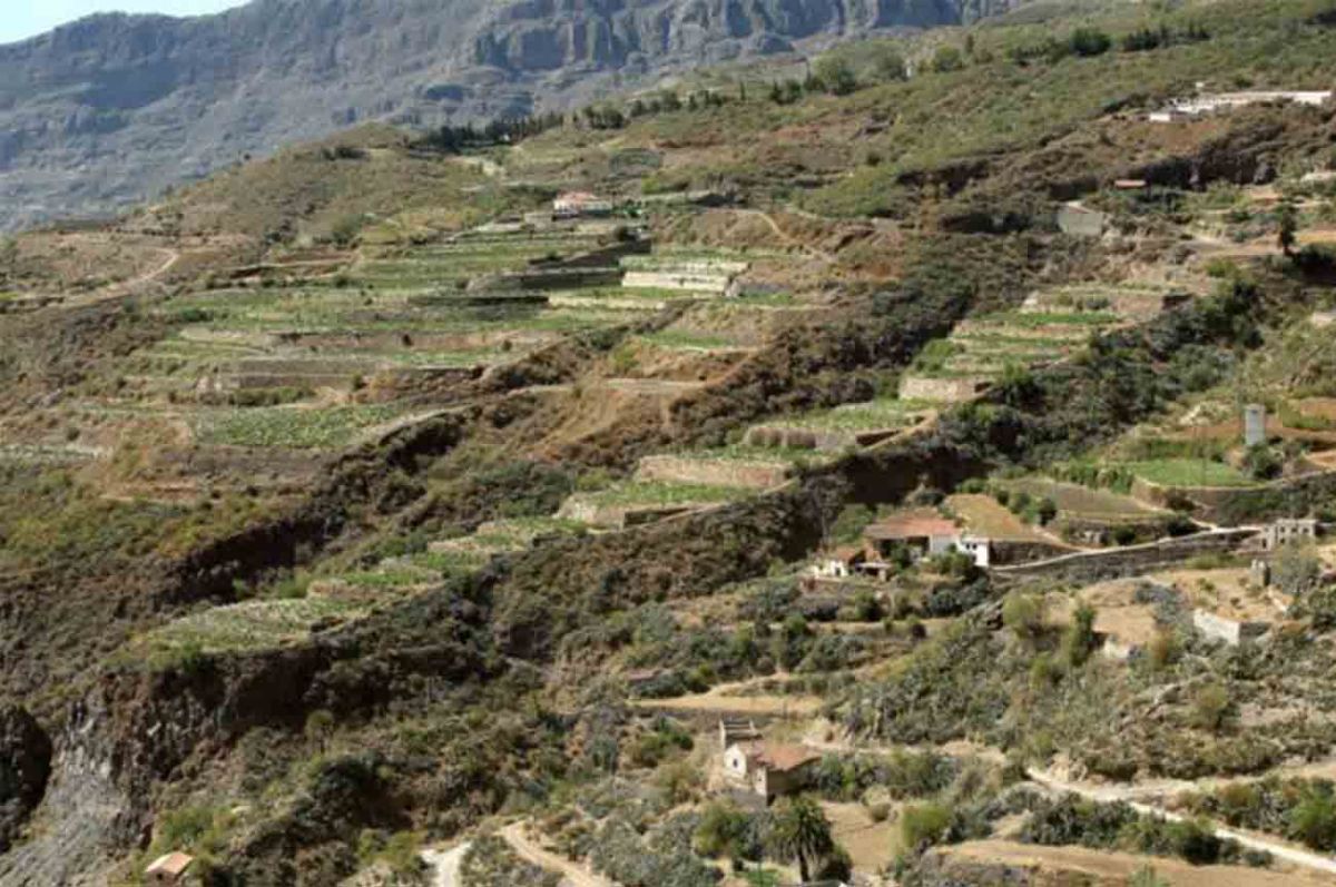 Top 10 Gran Canaria vineyards