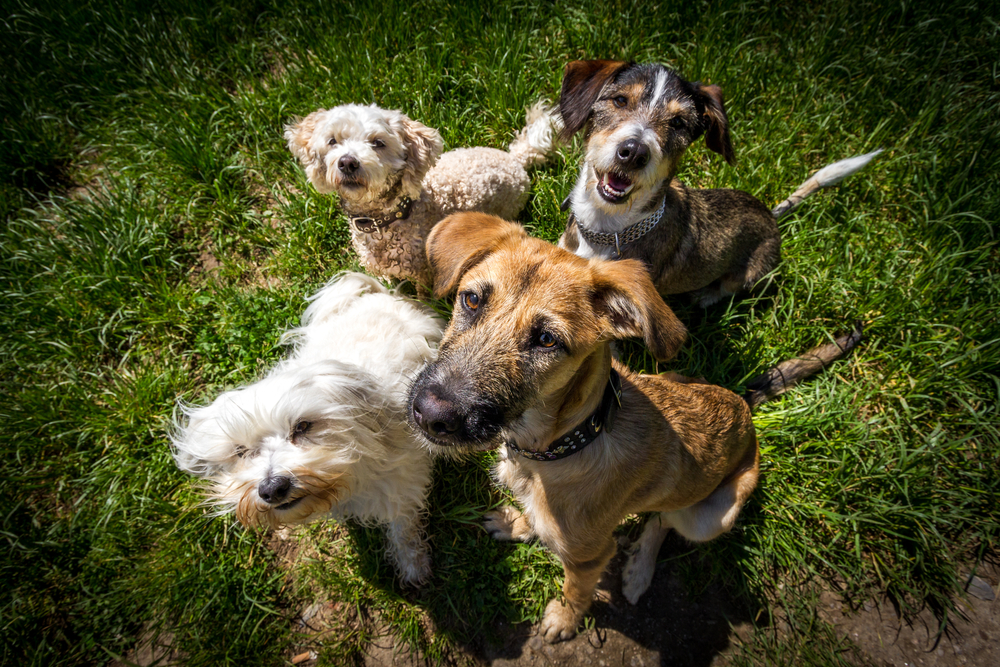 Enjoy green spaces with your pet at a dog-park