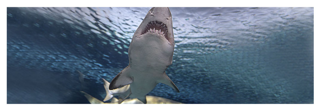 boca abierta y dientes de tiburon