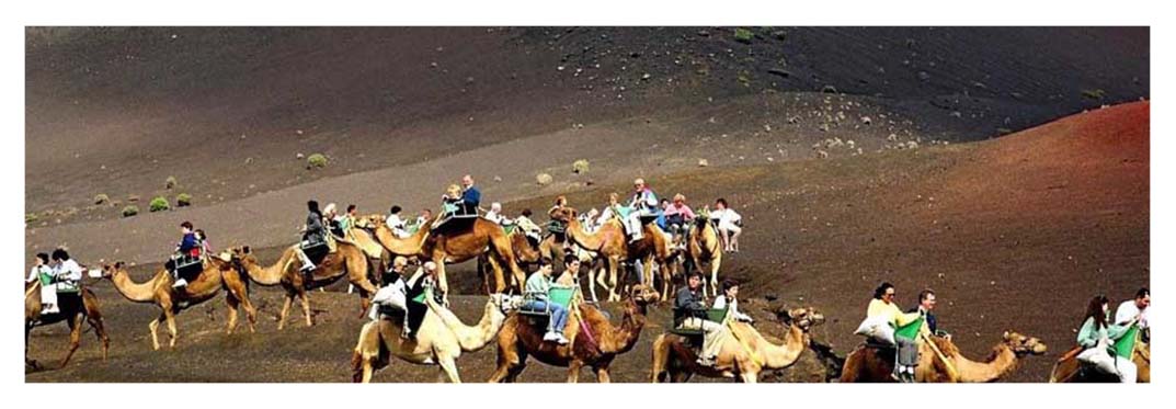 Excursions-in-Gran-Canaria-with-camels