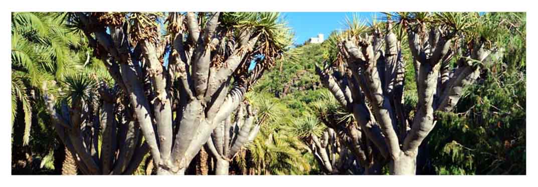 botanic-garden-in-las-palmas