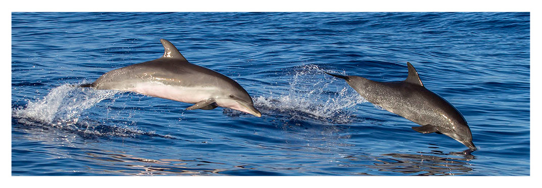 Delfines-villa-gran-canaria