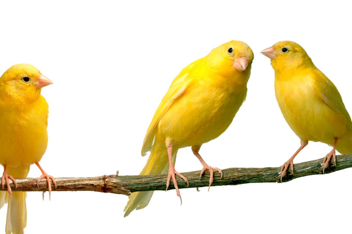 The most characteristic animals of Gran Canaria