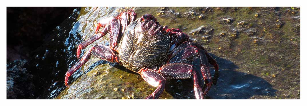 Animals-plants-salinas-natural-pool-villa-gran-canaria