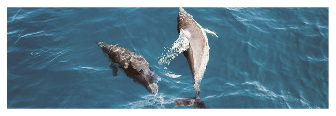 The-Supercat — Gran-Canaria-Dolphin-Boat -Trip
