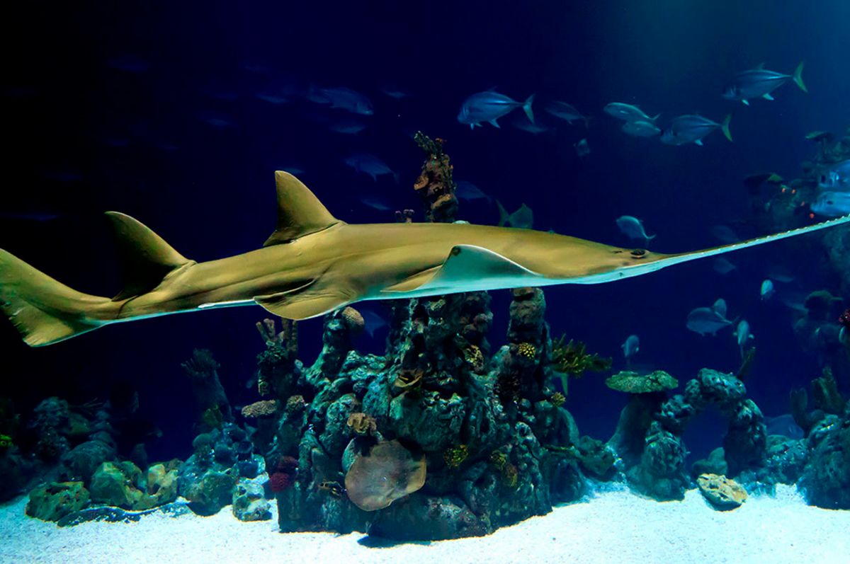 Poema del Mar, el acuario de Gran Canaria