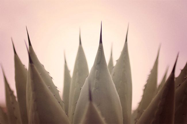 aloe vera de gran canaria