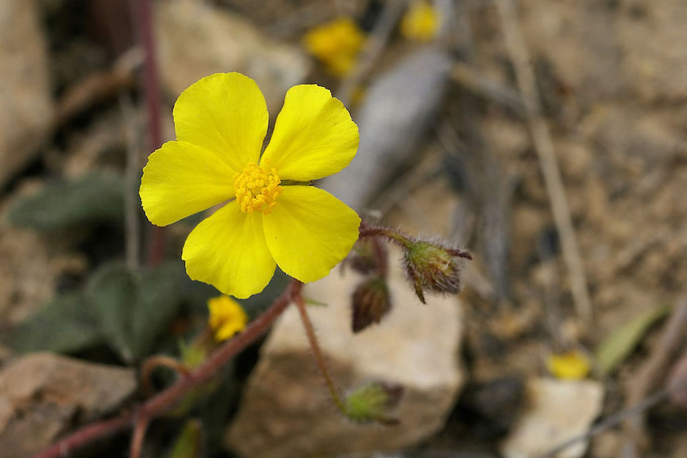 canarian flora