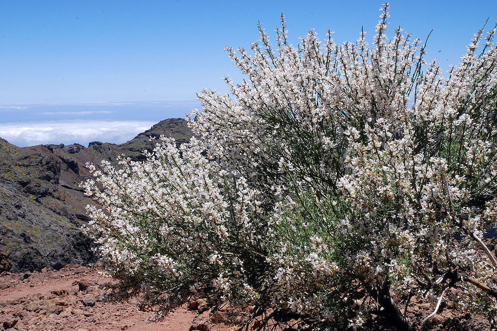 canary islands flora