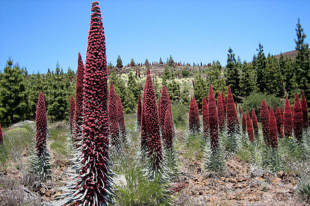 canary islands vegetation