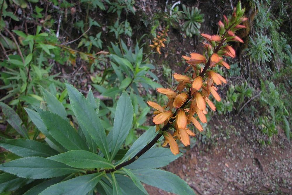 endemic flora canary islands