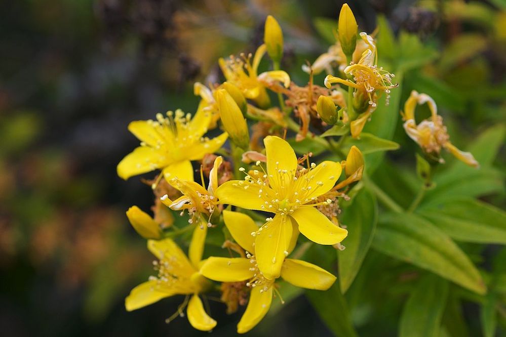 10 Canary Islands Plants