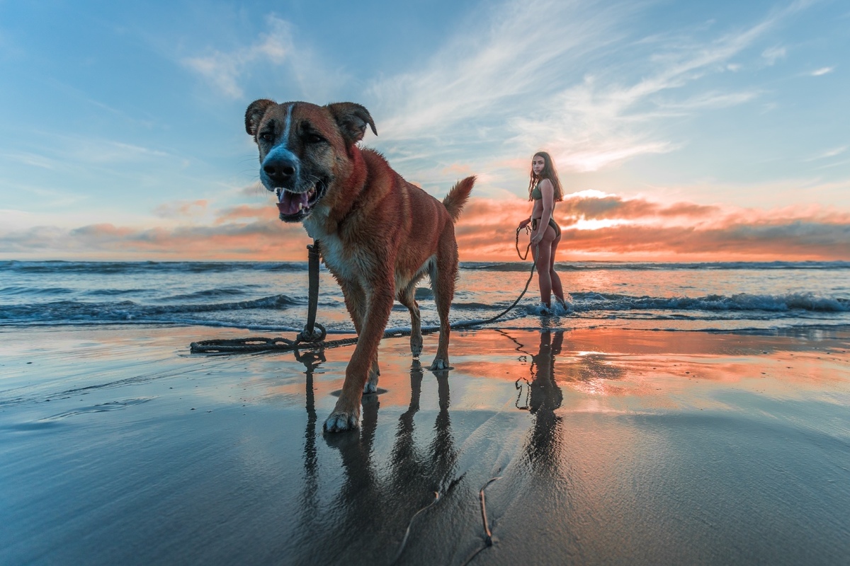 Dog friendly beaches in Gran Canaria