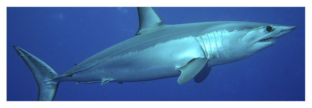 tiburon especie marrajo