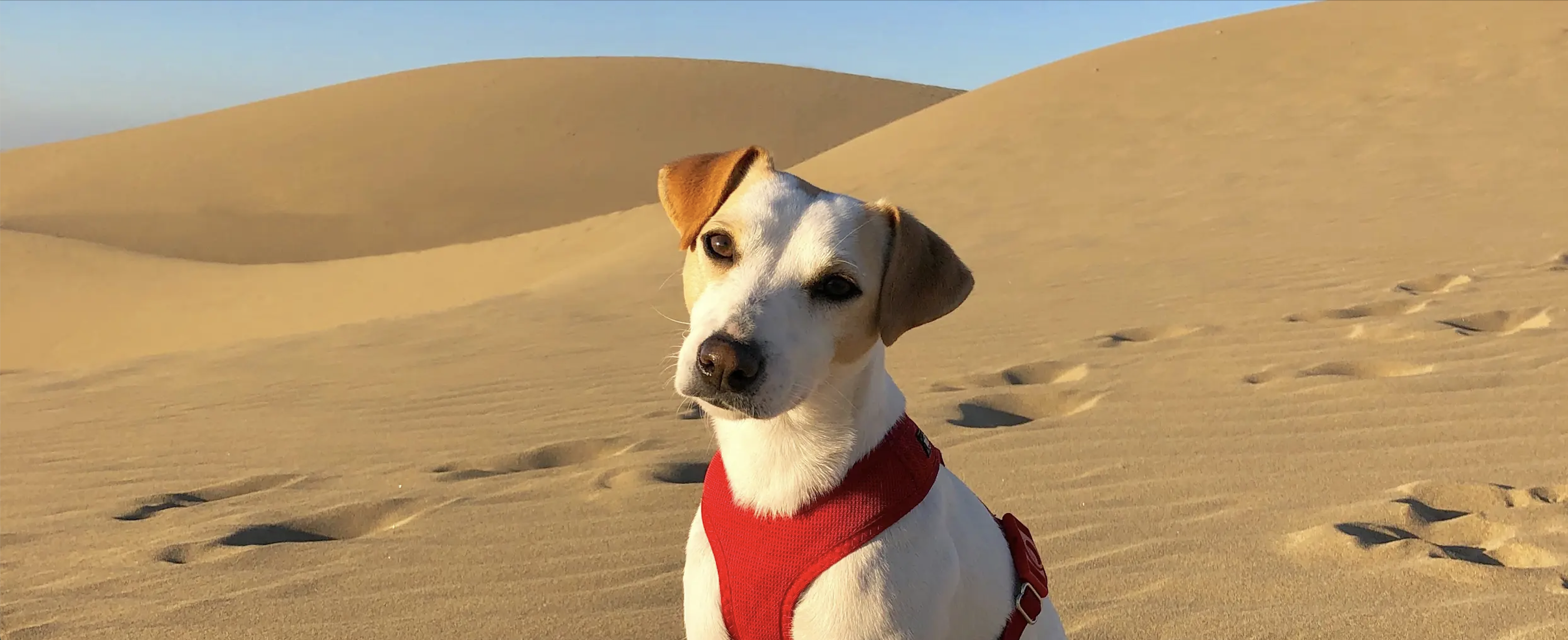 Mascota en las dunas de Maspalomas