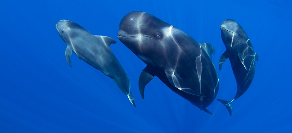 Dolphin and Whale Watching in Gran Canaria