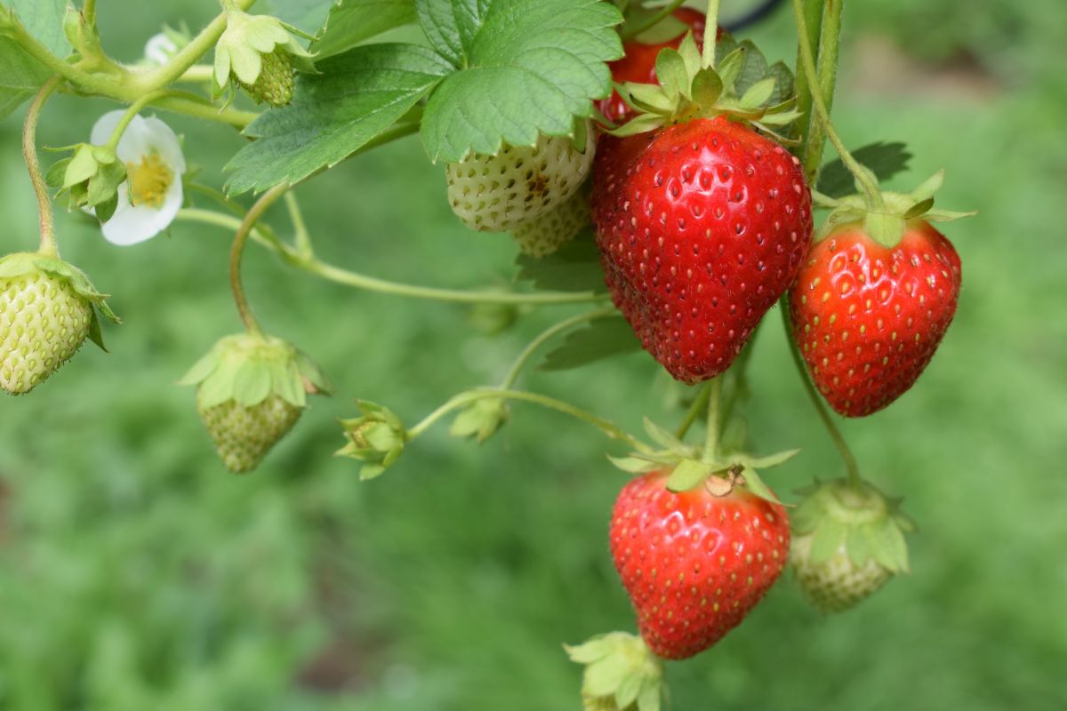 Valsequillo Strawberries Hiking Route