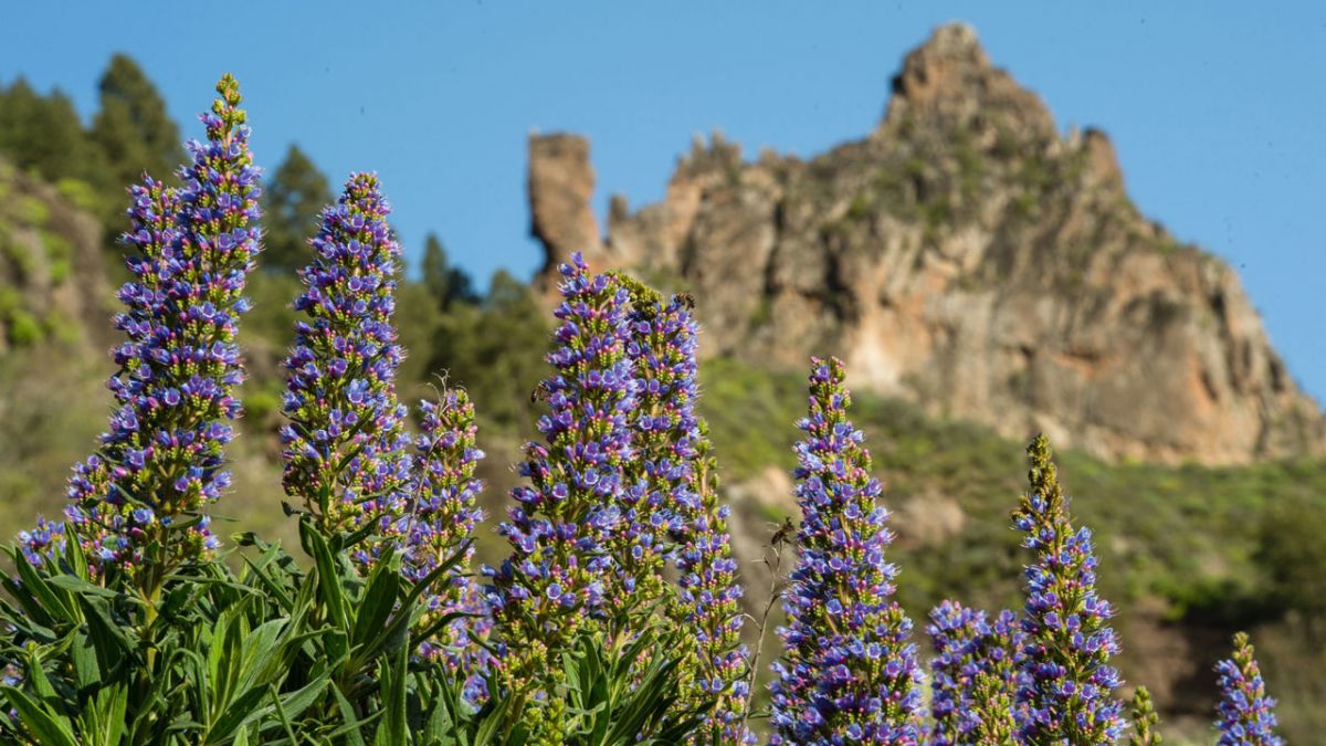 Valsequillo Blue Tajinaste Hiking Route