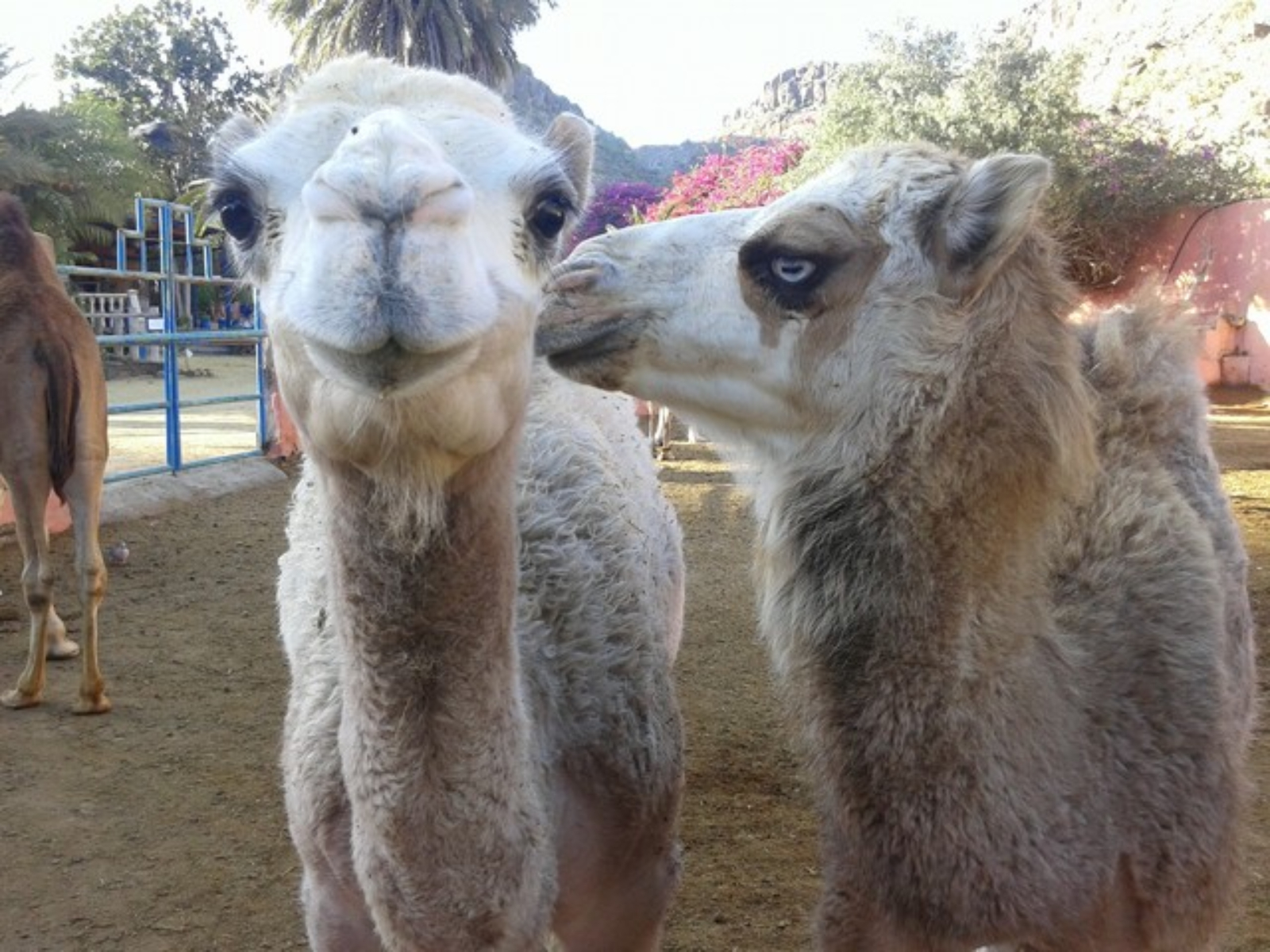 camel safari park maspalomas