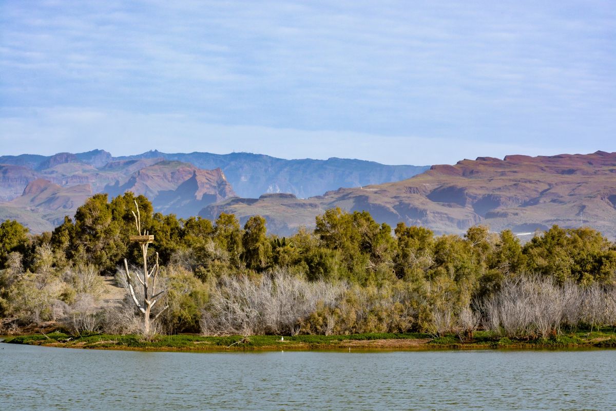 Charca of Maspalomas: one of the most animal-diverse spots on Gran Canaria