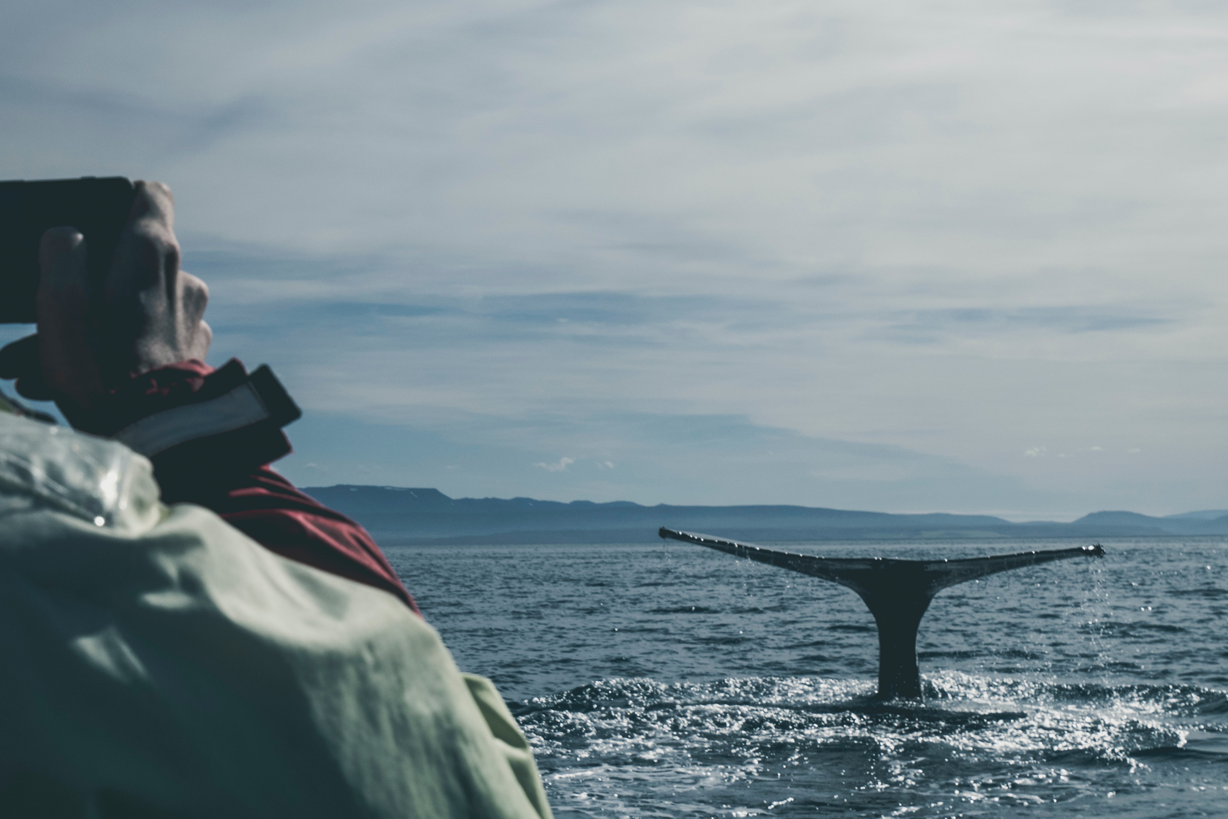avistamiento de cetáceos