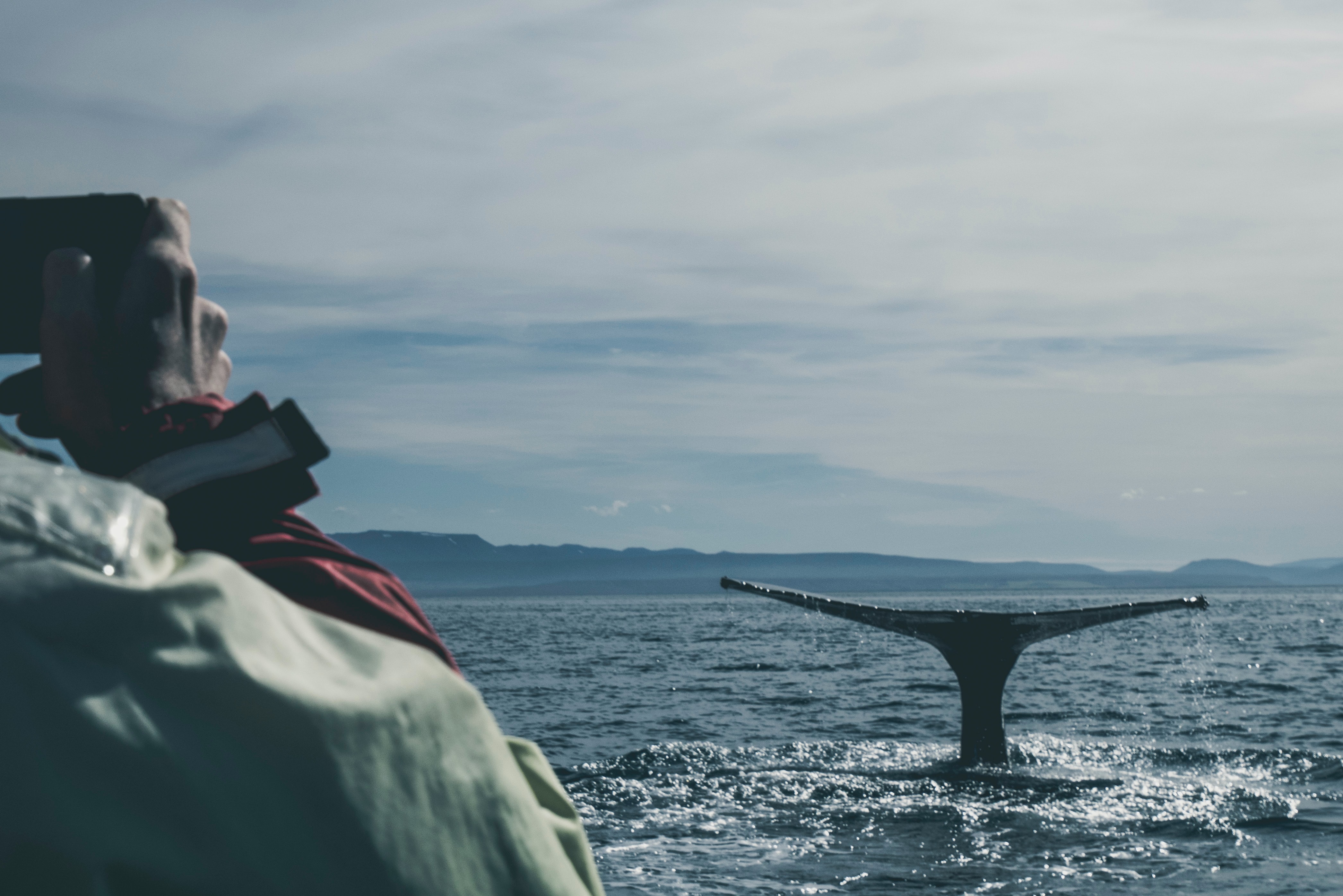 whale watching in the ocean