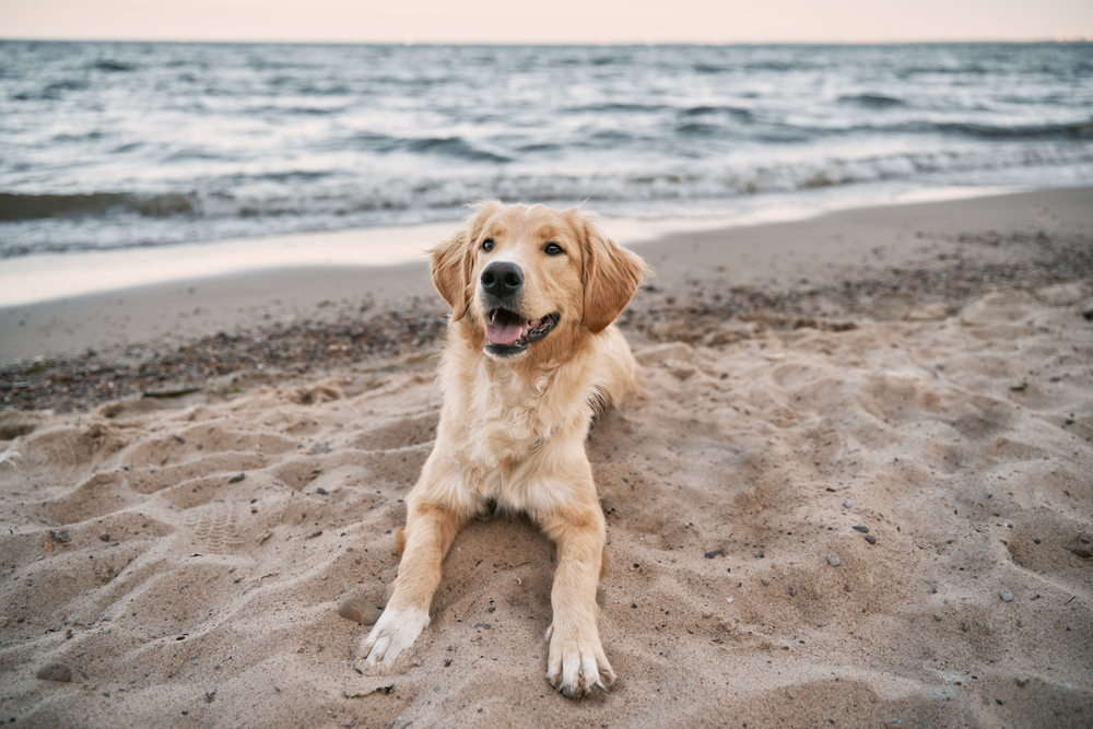 dog at the beach