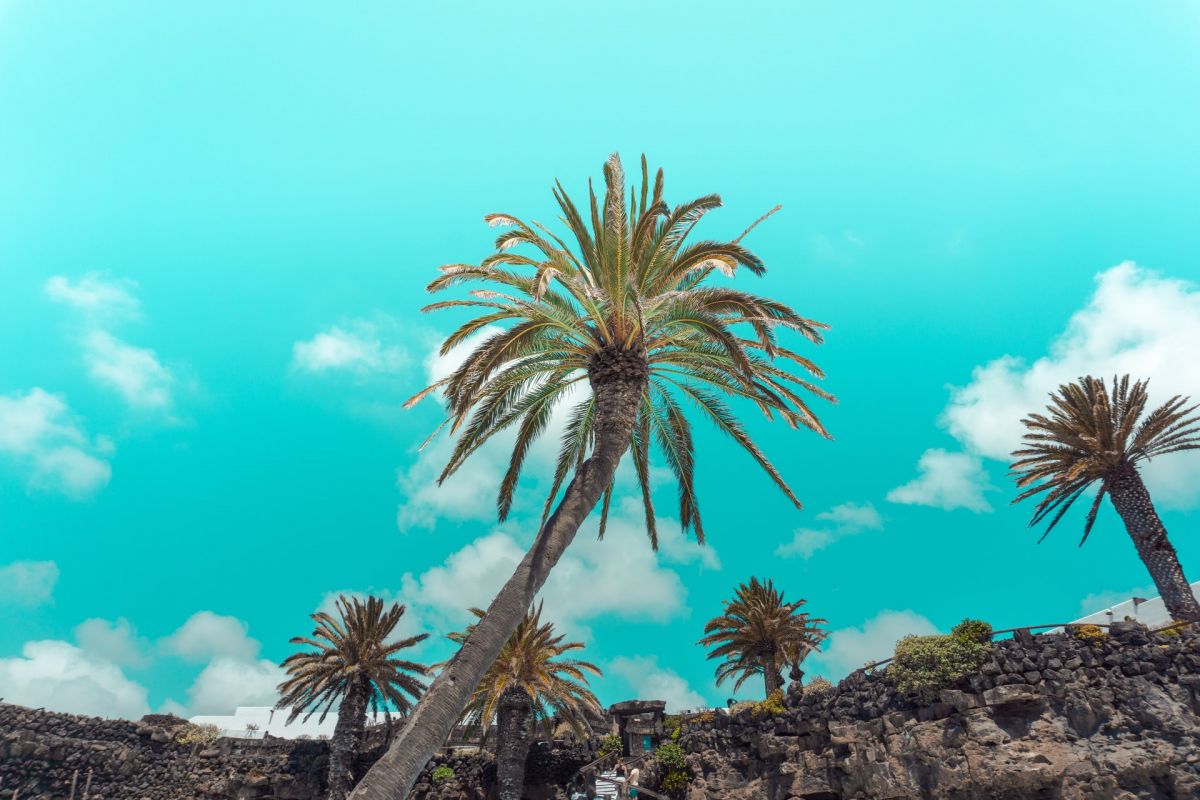 Canarian Palm Tree: Characteristics | VillaGranCanaria