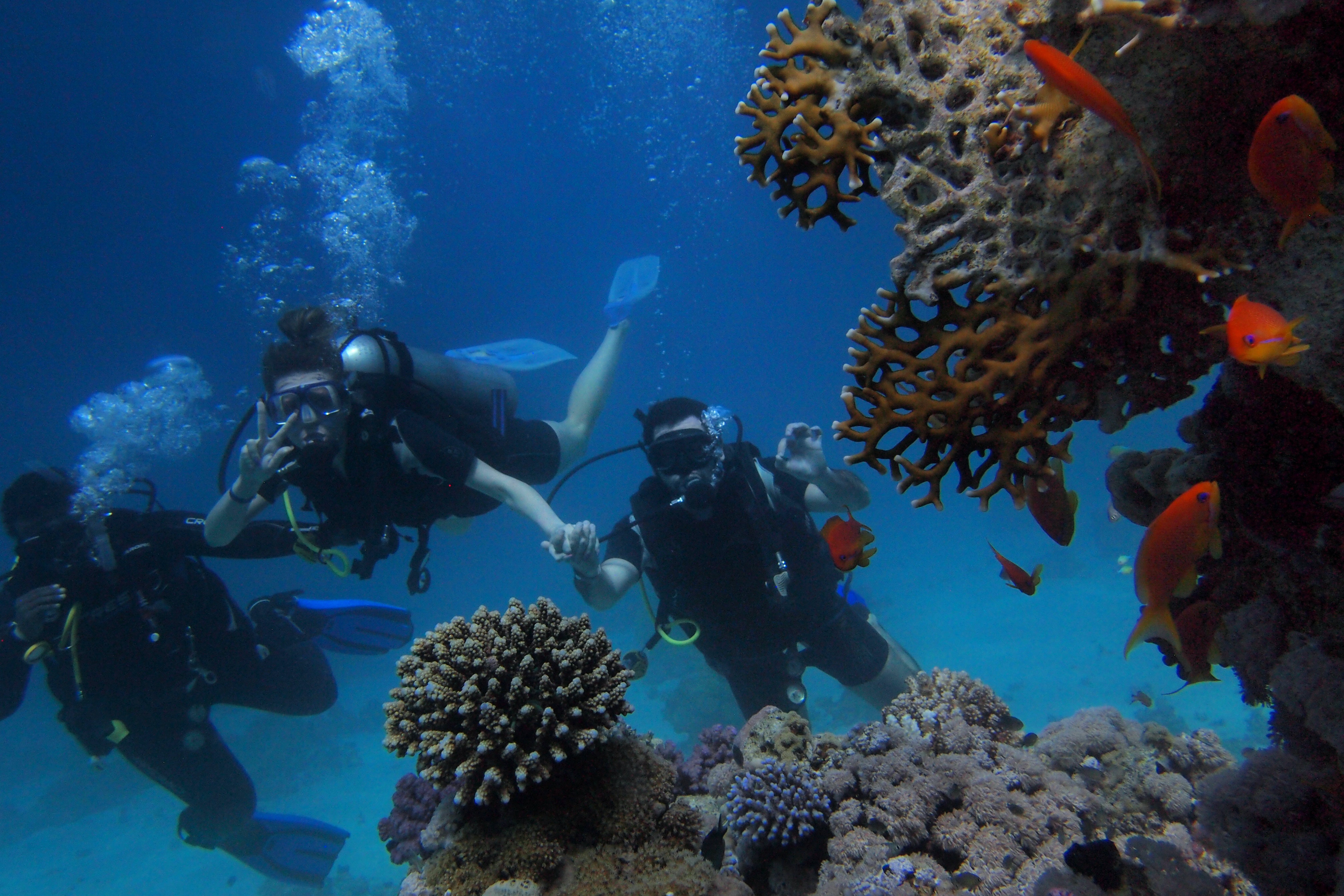 couple diving corals and fish