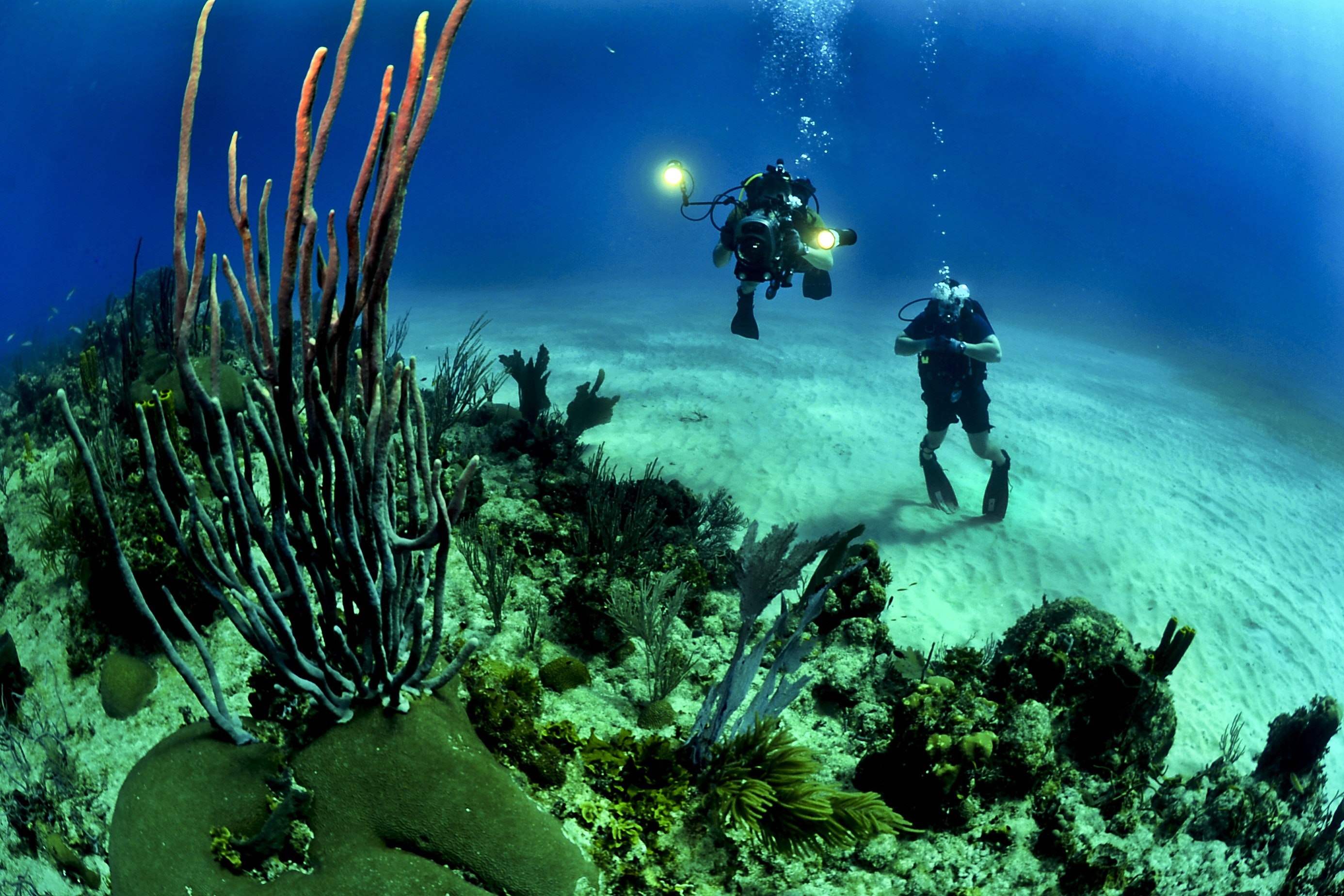 two people diving while seeing corals