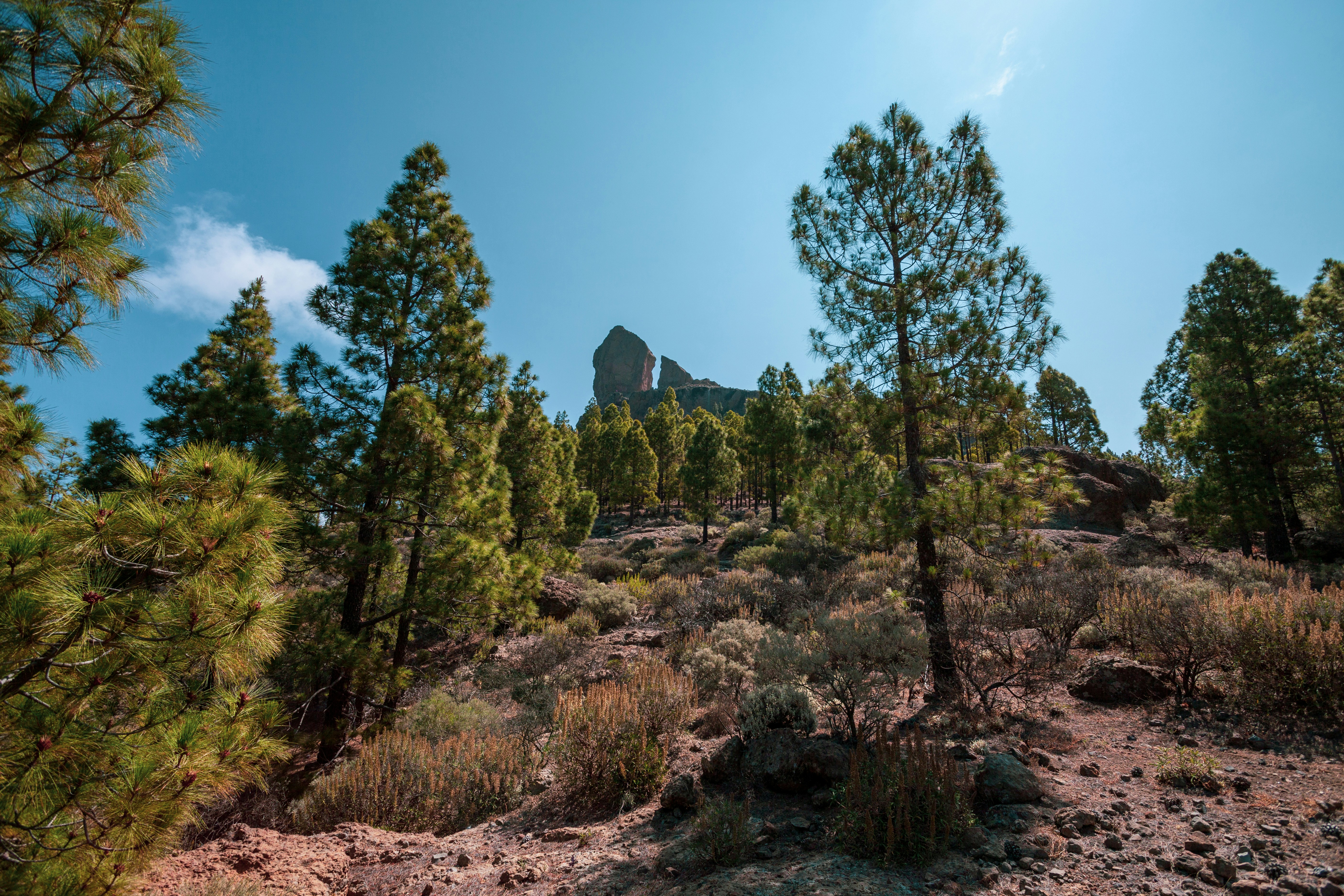 roque nublo