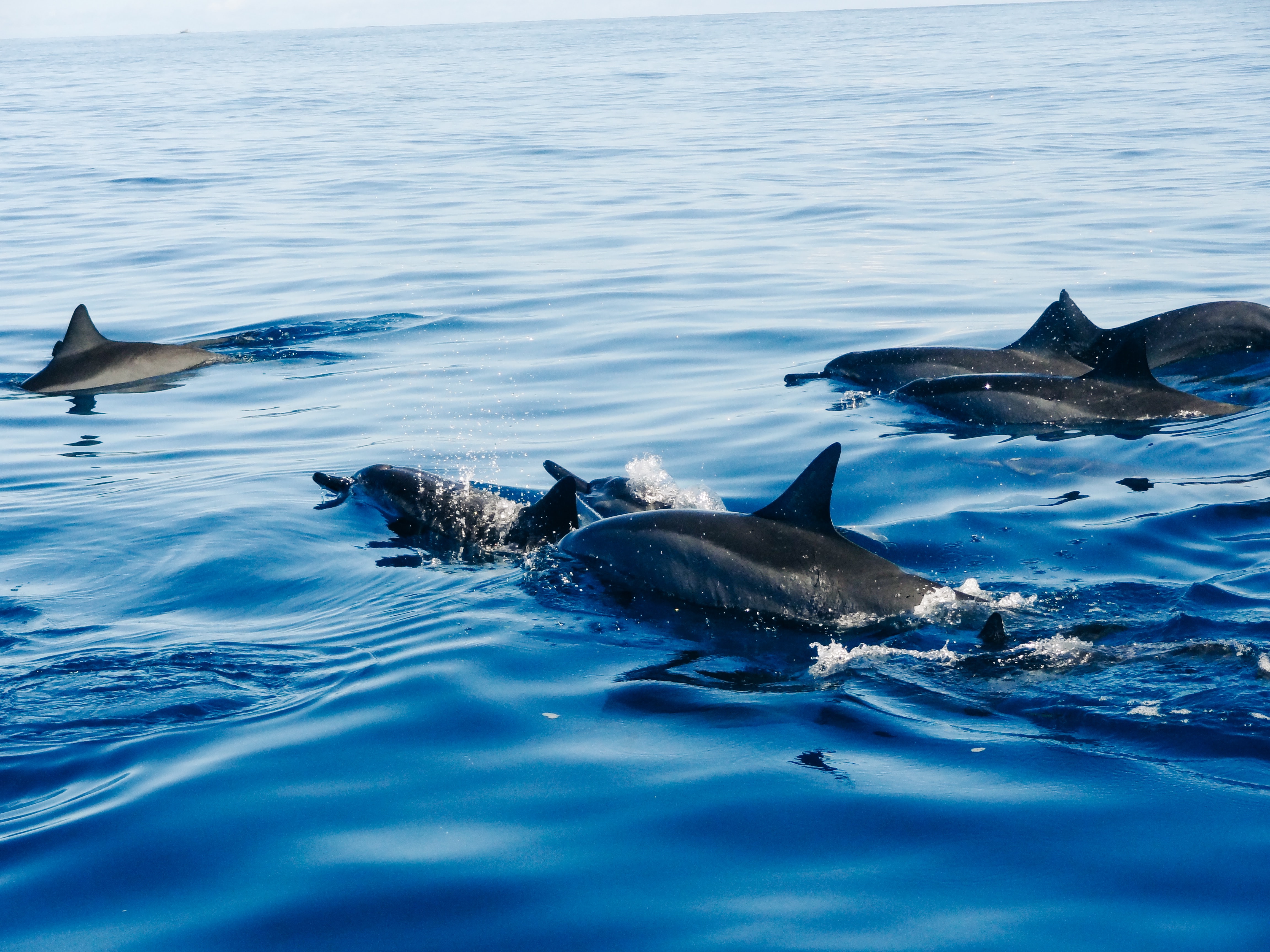 dolphins swimming in the ocean