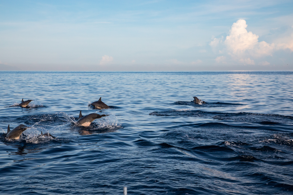 delfines surcando los mares