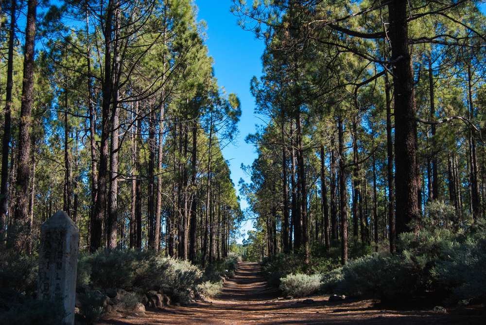 hiking through the forests of gran canaria