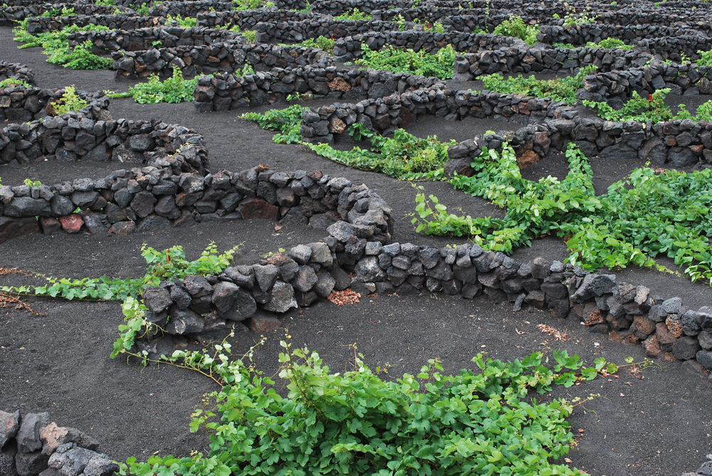 uva malvasia volcanica