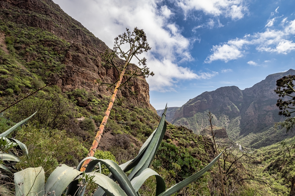 barrancos de gran canaria