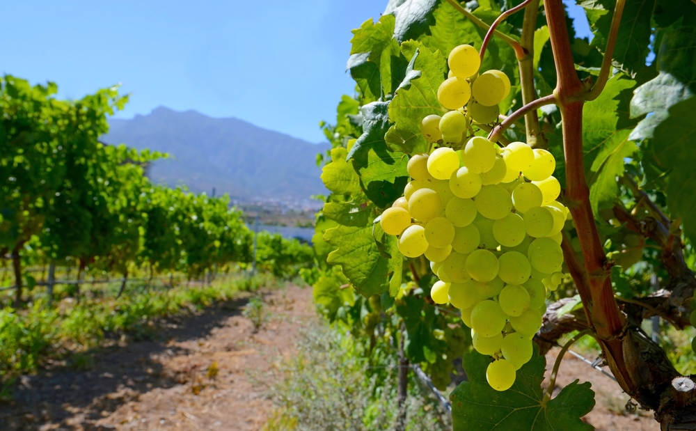 uva vinos canarios