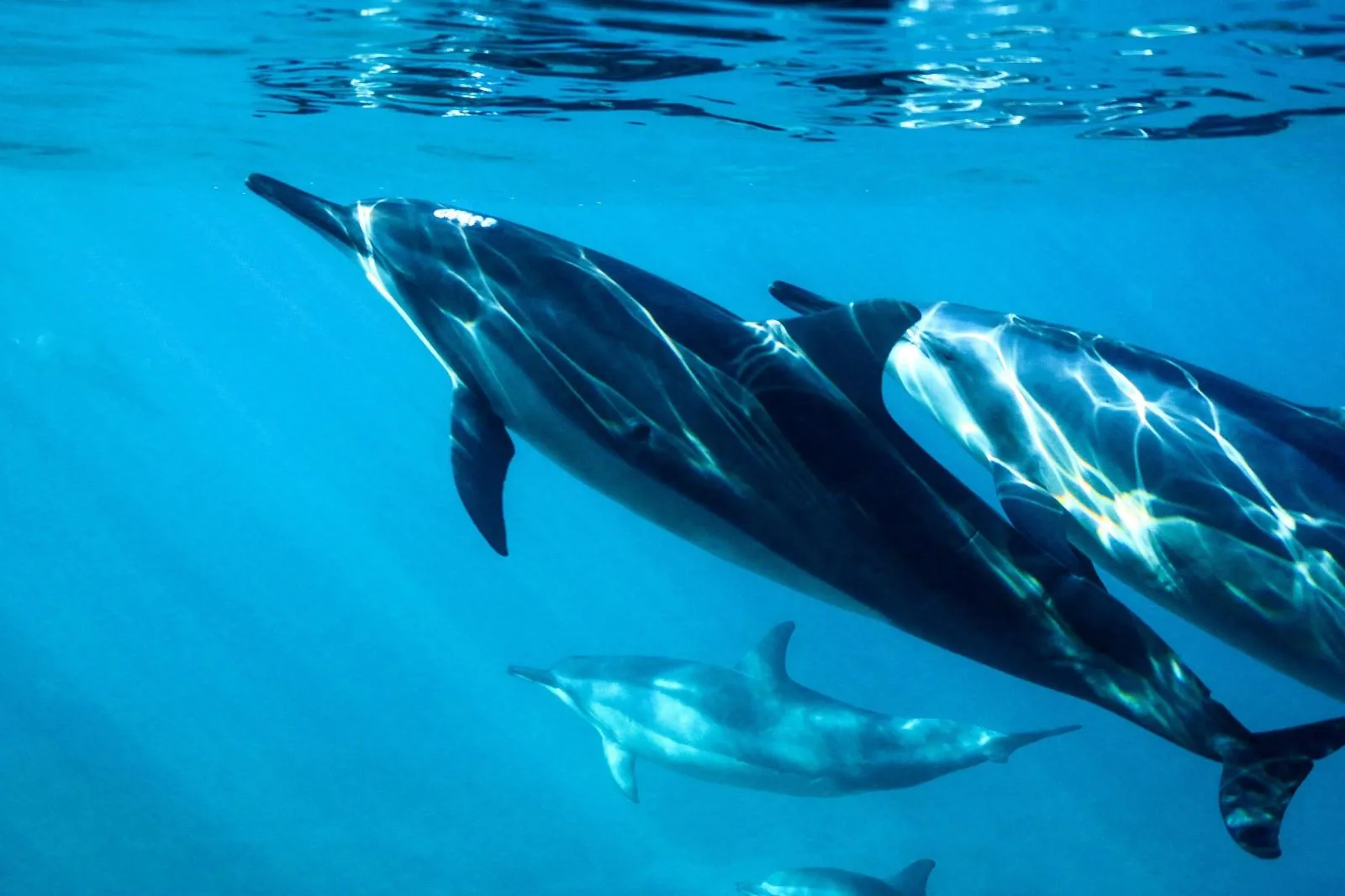Tareas del hogar Te mejorarás anfitriona Dolphin & Whale watching in Gran Canaria - VillaGranCanaria